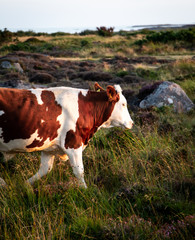 Fototapeta na wymiar Cow on field