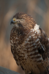 Broad Winged Hawk