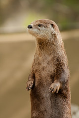 Adult cute and furry river otter stands and looks to the left as it holds it's paws up