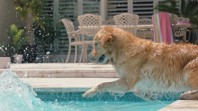 funny little girl jumping in swimming pool splashing friend on swim tube playful dog having fun with kids enjoying summer day 4k