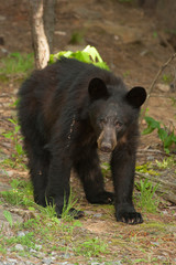 Obraz na płótnie Canvas A lone wild black bear searches for food near the Great Smoky Mountains National Park.
