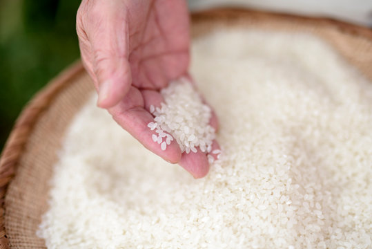 Close up of woman's hand holding freshly harvested rice grains