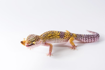 Cute leopard gecko (Eublepharis Macularius) eats cockroach on a white background.