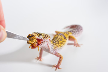 Cute leopard gecko (Eublepharis Macularius) eats cockroach on a white background.
