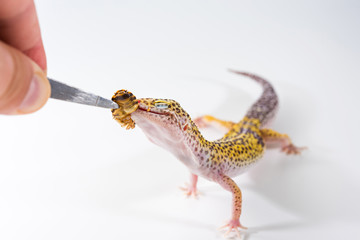 Cute leopard gecko (Eublepharis Macularius) eats cockroach on a white background.