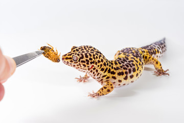 Cute leopard gecko (Eublepharis Macularius) eats cockroach on a white background.