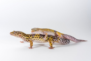 Two cute leopard gecko (Eublepharis Macularius) on a white background.