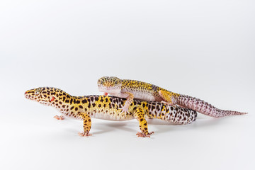 Obraz premium Two cute leopard gecko (Eublepharis Macularius) on a white background.