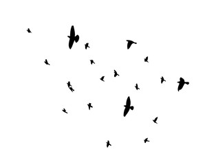 A flock of flying birds. Vector illustration