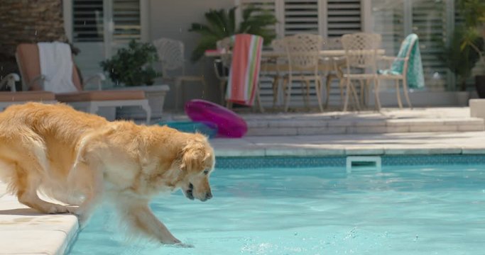happy dog jumping in swimming pool playing game fetching toy ball golden retriever playfully enjoying summer cute furry canine having fun splashing 4k