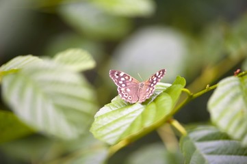 Butterfly on a flowery meadow, dragonfly. Summer