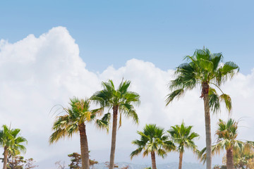 Fototapeta premium Palm trees and blue skies summer nature travel tropical abstract background