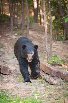 A lone wild black bear searches for food by a wood pile near the Great Smoky Mountains National Park.