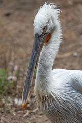Close-up portrait of a pelican