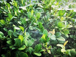 Green plants covered in spider web