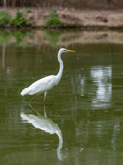 Great white egret is reflected in the water of a pond