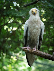 White scavenger vulture laid on a branch