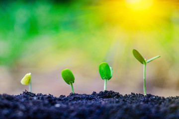 Seed plants are growing.They are growing step by step.One has root and grow under the soil and the other seed has leaves.They are growing among sunlight.Photo new life and  growing concept.