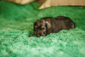 A little puppy of breed Schnauzer sits in a room on the bed