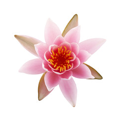 Pink Lotus or Water lily isolated on white background