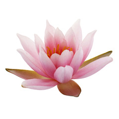 Pink Lotus or Water lily isolated on white background