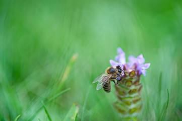 Biene bestäubt eine Blume