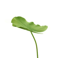 Green leaf lotus isolated on white background, include clipping path