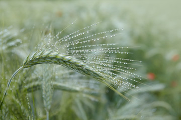 Green ears of barley with water drops after rain close up at agricultural field. Green ear of barley with dew drops