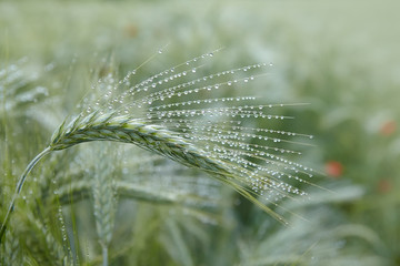 Green ears of barley with water drops after rain close up at agricultural field. Green ear of...