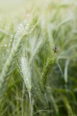 Green ears of barley with water drops after rain close up at agricultural field. Green ear of barley with dew drops