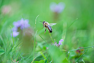 Biene fliegt durch eine wunderschöne Sommerwiese
