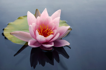 Beautiful pink lotus or water lily flowers blooming on pond