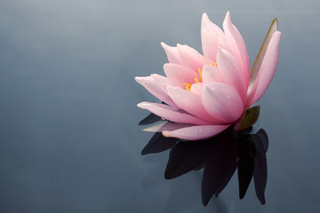 Beautiful pink lotus or water lily flowers blooming on pond