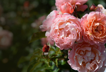 Summer blossoming delicate roses on blooming flowers festive background, pink cream bouquet floral card with place for text on the left corner.