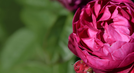 Summer blossoming delicate roses on blooming flowers festive background, pink cream bouquet floral card with place for text on the left corner.