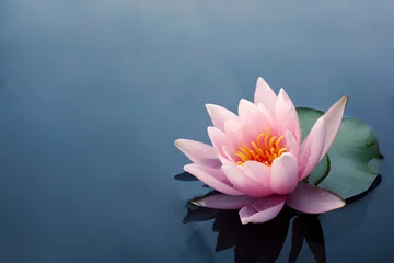 Foto op Canvas Mooie roze lotus- of waterleliebloemen bloeien op de vijver © vetre