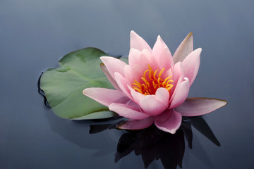 Beautiful pink lotus or water lily flowers blooming on pond