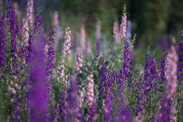 Flower meadow with wild beautiful flowers of different colors