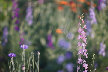 Beautiful meadow with pink and various delicate tall flowers