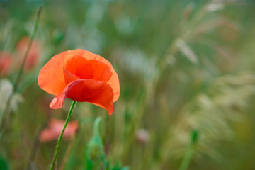 Close up of red poppy flowers. Copy space. 