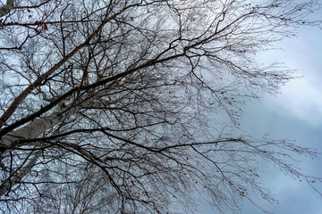 Fototapeta na wymiar Bare branches of a tree with remnants of foliage against a cloudy autumn sky.