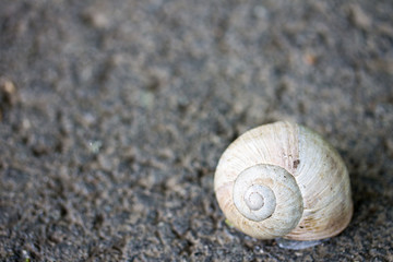 Schnecke