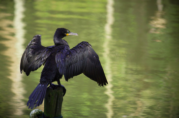 Double-crested Cormorant black bird with open wings perched on wooden pillar on a lake with green water.