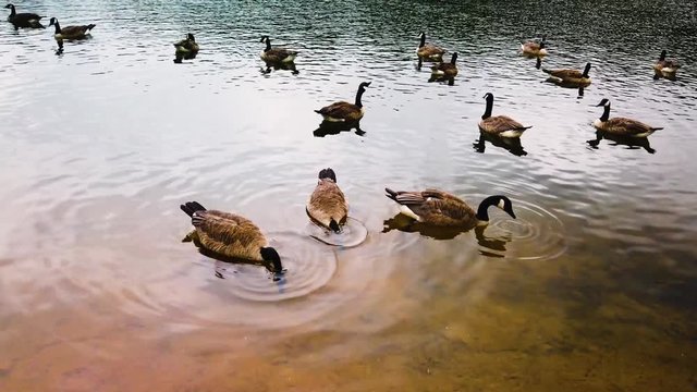 A small flock of waterfowl floats in the shallows, displaying water resistant feather nature.