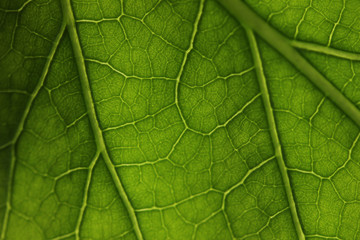 Lush green leaf with veins