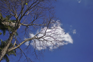 Árvore com folhas de nuvem (ou talvez um pulmão?)