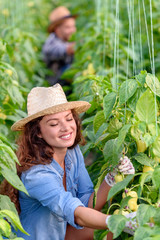 Man and woman growing organic vegetables at greenhouse. Small family business.