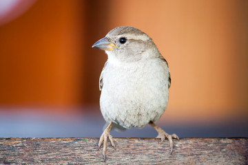 Sparrow bird close portrait. Sparrow songbird (family Passeridae) sitting perching and singing on wooden board close up photo with orange red background out of focus.