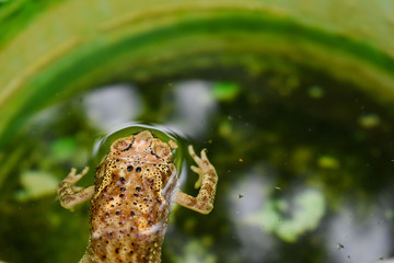 Frog swimming in pond