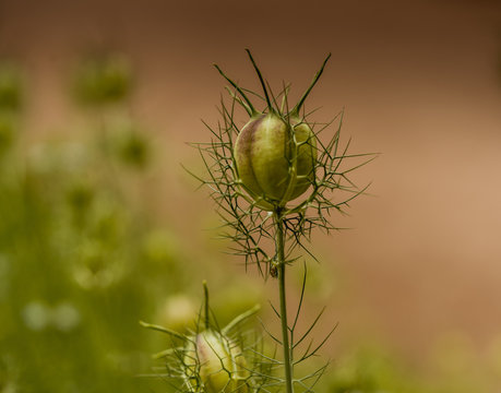 Czarnuszka damasceńska, czarnuszka, damasceńska, Nigella damascena, nigella, jaskrowate